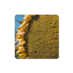 Sunflower Bright Close Up Color Disk Florets Square Magnet