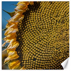 Sunflower Bright Close Up Color Disk Florets Canvas 12  X 12  