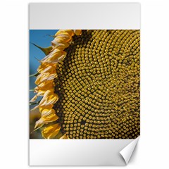 Sunflower Bright Close Up Color Disk Florets Canvas 12  X 18   by Amaryn4rt