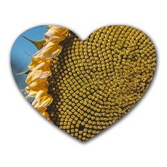 Sunflower Bright Close Up Color Disk Florets Heart Mousepads by Amaryn4rt