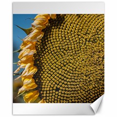 Sunflower Bright Close Up Color Disk Florets Canvas 11  X 14  