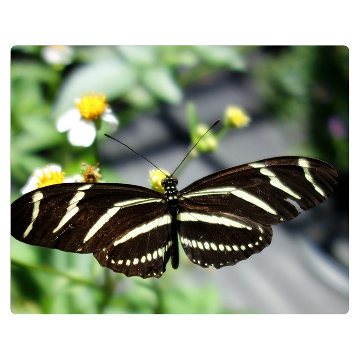 Butterfly #22 Double Sided Flano Blanket (Medium) 