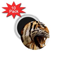 Royal Tiger National Park 1 75  Magnets (10 Pack)  by Amaryn4rt