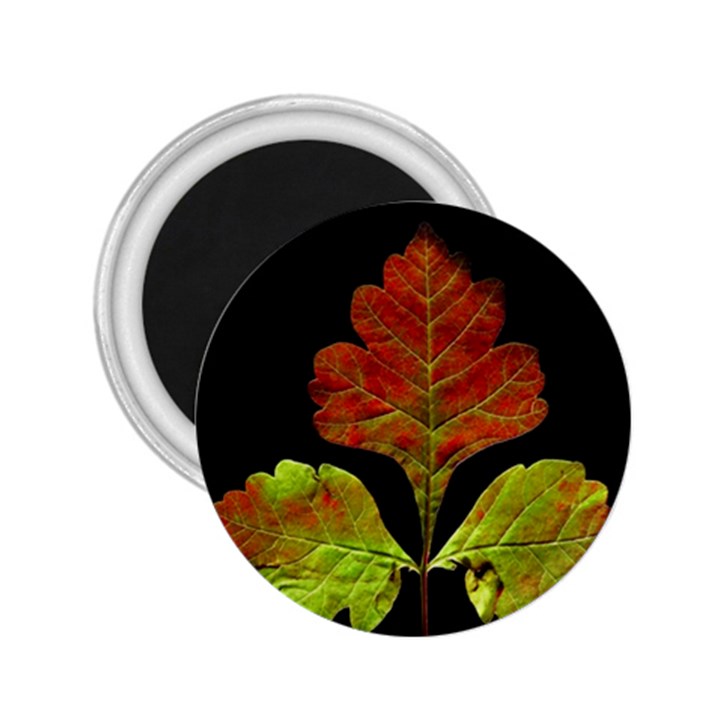 Autumn Beauty 2.25  Magnets