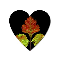 Autumn Beauty Heart Magnet by Nexatart