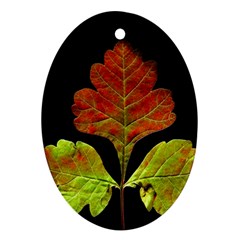 Autumn Beauty Oval Ornament (two Sides) by Nexatart