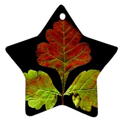 Autumn Beauty Star Ornament (two Sides)