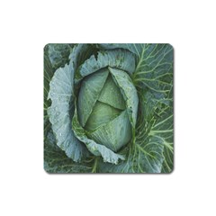 Bright Cabbage Color Dew Flora Square Magnet by Nexatart