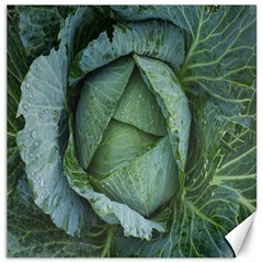 Bright Cabbage Color Dew Flora Canvas 16  X 16   by Nexatart