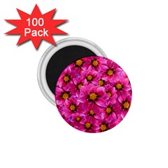 Dahlia Flowers Pink Garden Plant 1 75  Magnets (100 Pack)  by Nexatart