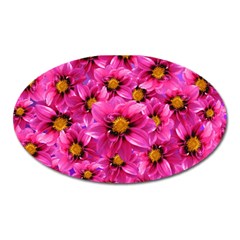 Dahlia Flowers Pink Garden Plant Oval Magnet by Nexatart