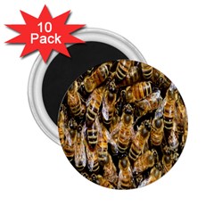 Honey Bee Water Buckfast 2 25  Magnets (10 Pack)  by Nexatart