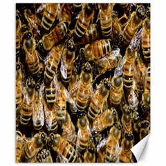 Honey Bee Water Buckfast Canvas 8  X 10  by Nexatart