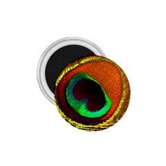 Peacock Feather Eye 1.75  Magnets