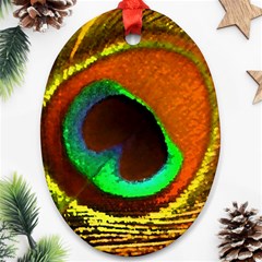 Peacock Feather Eye Ornament (Oval)