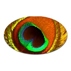 Peacock Feather Eye Oval Magnet