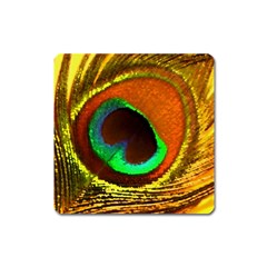 Peacock Feather Eye Square Magnet by Nexatart