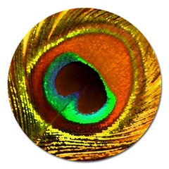 Peacock Feather Eye Magnet 5  (Round)