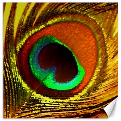 Peacock Feather Eye Canvas 20  X 20   by Nexatart