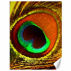 Peacock Feather Eye Canvas 36  x 48  