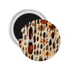 Insect Collection 2 25  Magnets by Nexatart