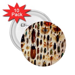 Insect Collection 2 25  Buttons (10 Pack)  by Nexatart