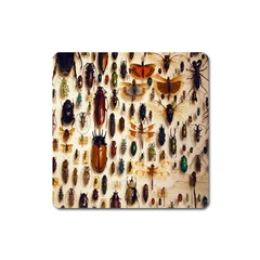 Insect Collection Square Magnet by Nexatart