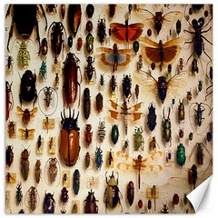 Insect Collection Canvas 12  X 12   by Nexatart