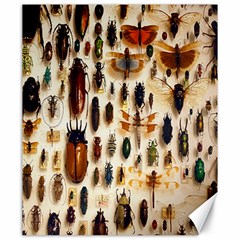 Insect Collection Canvas 20  X 24   by Nexatart