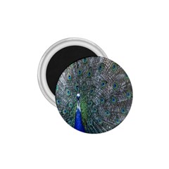 Peacock Four Spot Feather Bird 1 75  Magnets by Nexatart