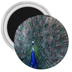 Peacock Four Spot Feather Bird 3  Magnets by Nexatart