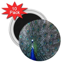 Peacock Four Spot Feather Bird 2 25  Magnets (10 Pack)  by Nexatart