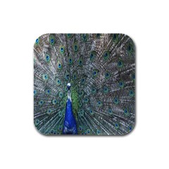 Peacock Four Spot Feather Bird Rubber Square Coaster (4 Pack)  by Nexatart