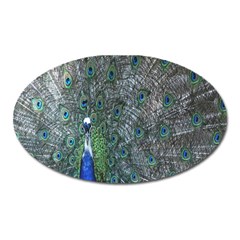 Peacock Four Spot Feather Bird Oval Magnet by Nexatart