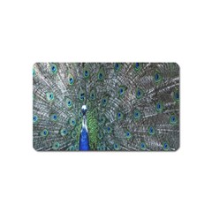 Peacock Four Spot Feather Bird Magnet (name Card) by Nexatart