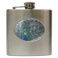 Peacock Four Spot Feather Bird Hip Flask (6 Oz) by Nexatart