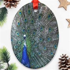 Peacock Four Spot Feather Bird Oval Ornament (two Sides) by Nexatart