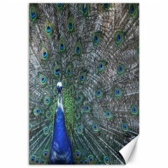 Peacock Four Spot Feather Bird Canvas 12  X 18   by Nexatart