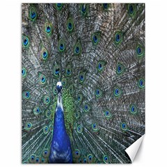 Peacock Four Spot Feather Bird Canvas 18  X 24   by Nexatart