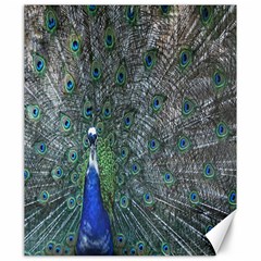 Peacock Four Spot Feather Bird Canvas 20  X 24   by Nexatart