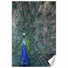 Peacock Four Spot Feather Bird Canvas 24  X 36  by Nexatart