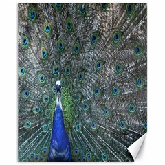 Peacock Four Spot Feather Bird Canvas 11  X 14   by Nexatart