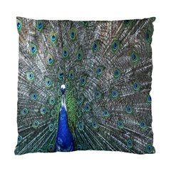 Peacock Four Spot Feather Bird Standard Cushion Case (two Sides) by Nexatart