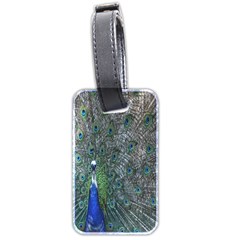 Peacock Four Spot Feather Bird Luggage Tags (two Sides) by Nexatart