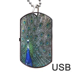 Peacock Four Spot Feather Bird Dog Tag Usb Flash (two Sides) by Nexatart