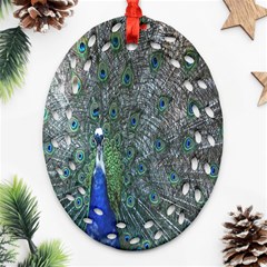 Peacock Four Spot Feather Bird Oval Filigree Ornament (two Sides) by Nexatart