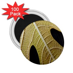 Yellow Leaf Fig Tree Texture 2 25  Magnets (100 Pack)  by Nexatart