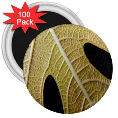 Yellow Leaf Fig Tree Texture 3  Magnets (100 Pack)