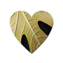 Yellow Leaf Fig Tree Texture Heart Magnet by Nexatart