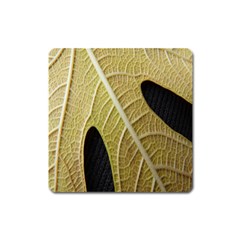 Yellow Leaf Fig Tree Texture Square Magnet